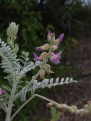 Astragalus brauntonii