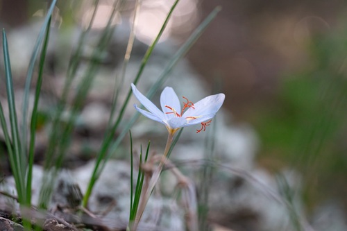 Crocus tournefortii, photograph 2