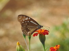 Parantica nilgiriensis