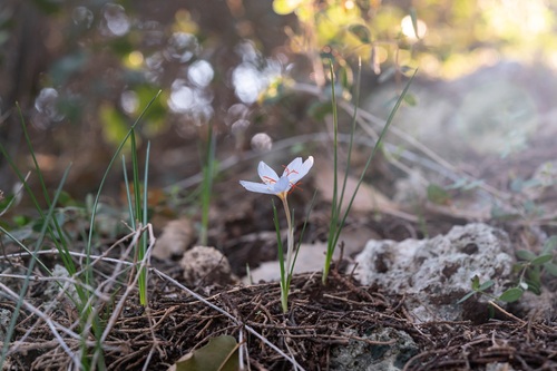 Crocus tournefortii, photograph 3
