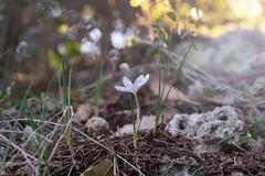 Crocus tournefortii, photograph (c) Eleftherios Katsillis, some rights reserved (CC BY)