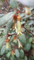 Correa lawrenceana grampiana