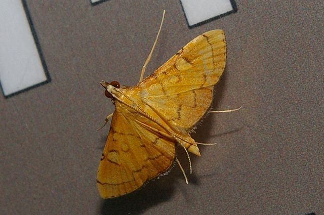 Mabra charonialis