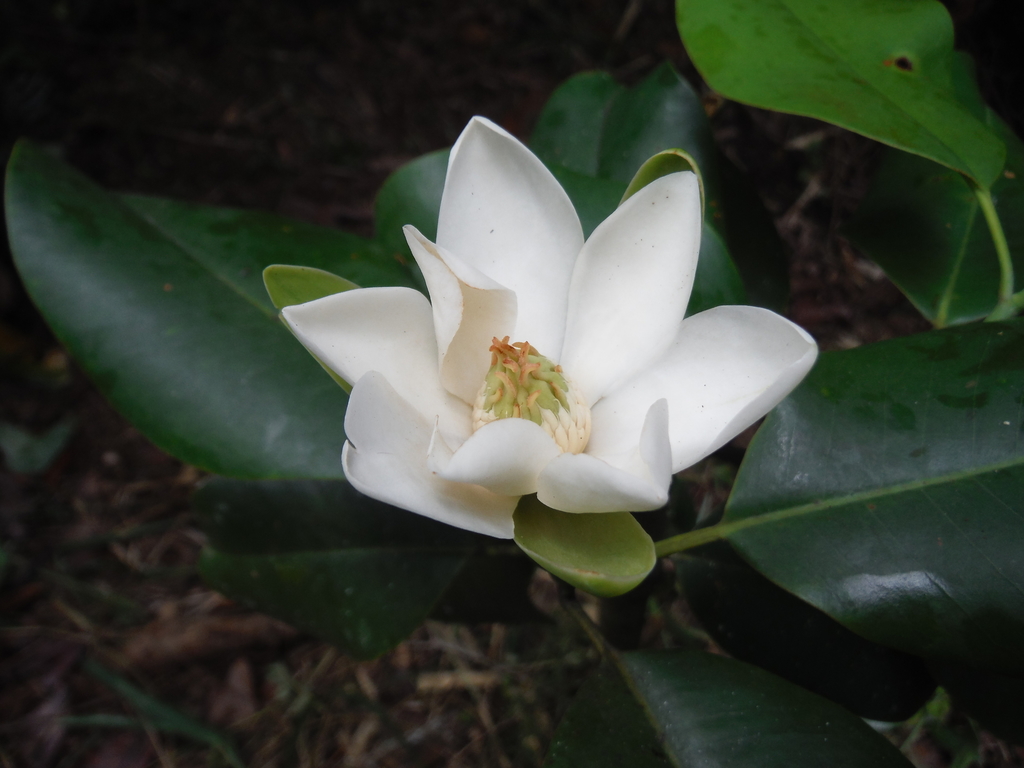 Magnolia ekmanii