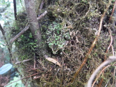 Eleutherodactylus nortoni