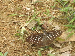 Parantica nilgiriensis