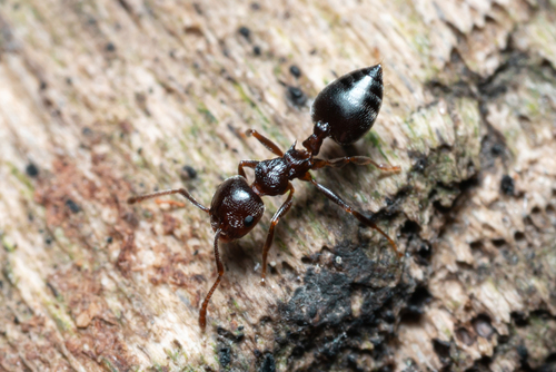 Crematogaster ioniaCrematogaster ionia