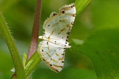 Pycnarmon cribrata