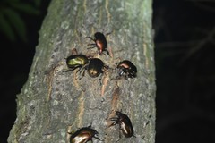 Pseudotorynorrhina japonica