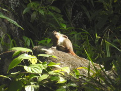 Funambulus tristriatus