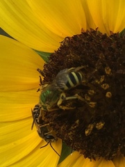 Agapostemon splendens