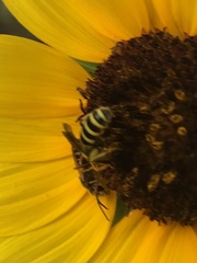 Agapostemon splendens