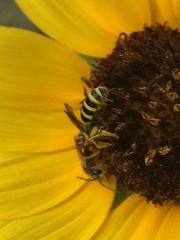Agapostemon splendens