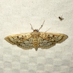Herpetogramma thestealis