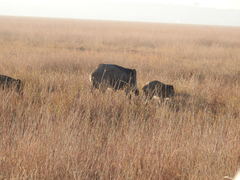 Sus scrofa cristatus