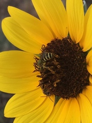 Agapostemon splendens