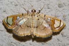 Pycnarmon pantherata