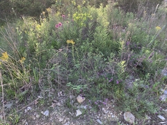 Echinacea tennesseensis