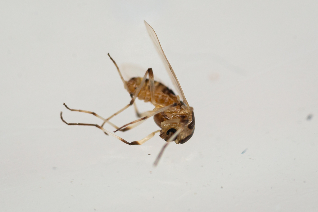 Cricotopus trifasciatus
