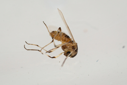 Cricotopus trifasciatus