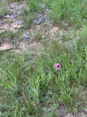 Echinacea tennesseensis