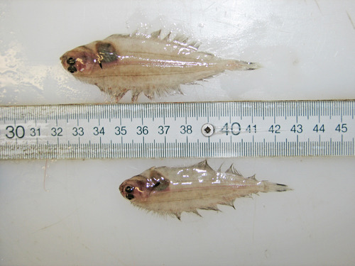 Craig fluke (Glyptocephalus cynoglossus) — Pleuronectidae — 3