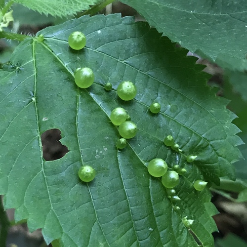 Wood Nettle Gall Midge photo 4