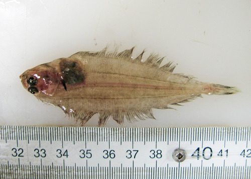 Foto de Mendo (Glyptocephalus cynoglossus)
