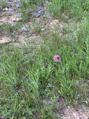 Echinacea tennesseensis