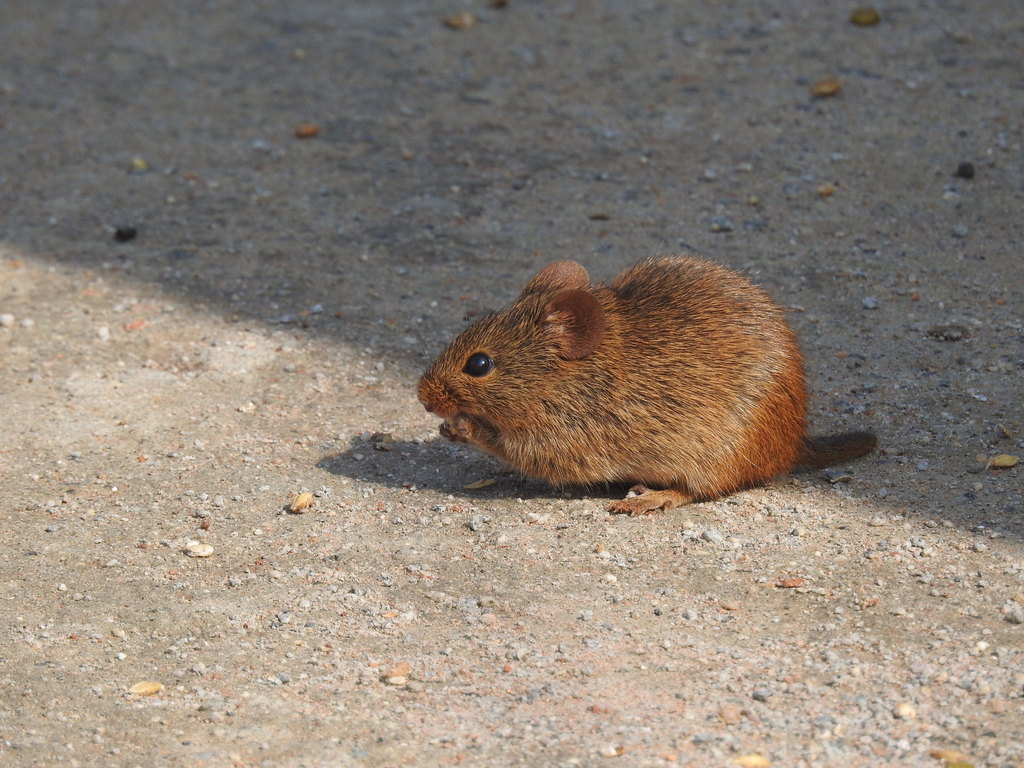 The Bush Rat: A Closer Look at This Common, Yet Misunderstood Rodent