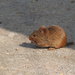 Indian Bush Rat - Photo (c) Ashwin Viswanathan, some rights reserved (CC BY), uploaded by Ashwin Viswanathan