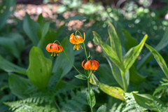 Lilium pardalinum shastense