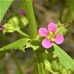 Ammannia auriculata
