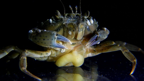 Crab-hacker barnacle, Le Hocq, photo 7 of 10