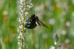Xylocopa californica californica