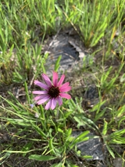 Echinacea tennesseensis