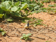 Sitana marudhamneydhal