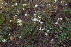 Perideridia parishii