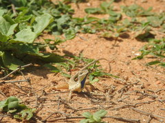 Sitana marudhamneydhal