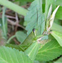 Cyrtacanthacridini