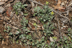 Packera antennariifolia