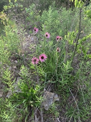 Echinacea tennesseensis