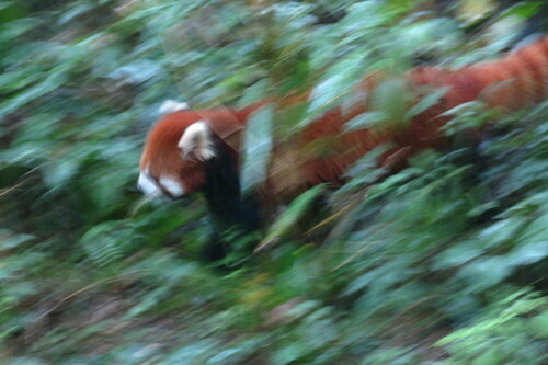 Chinese Red Panda