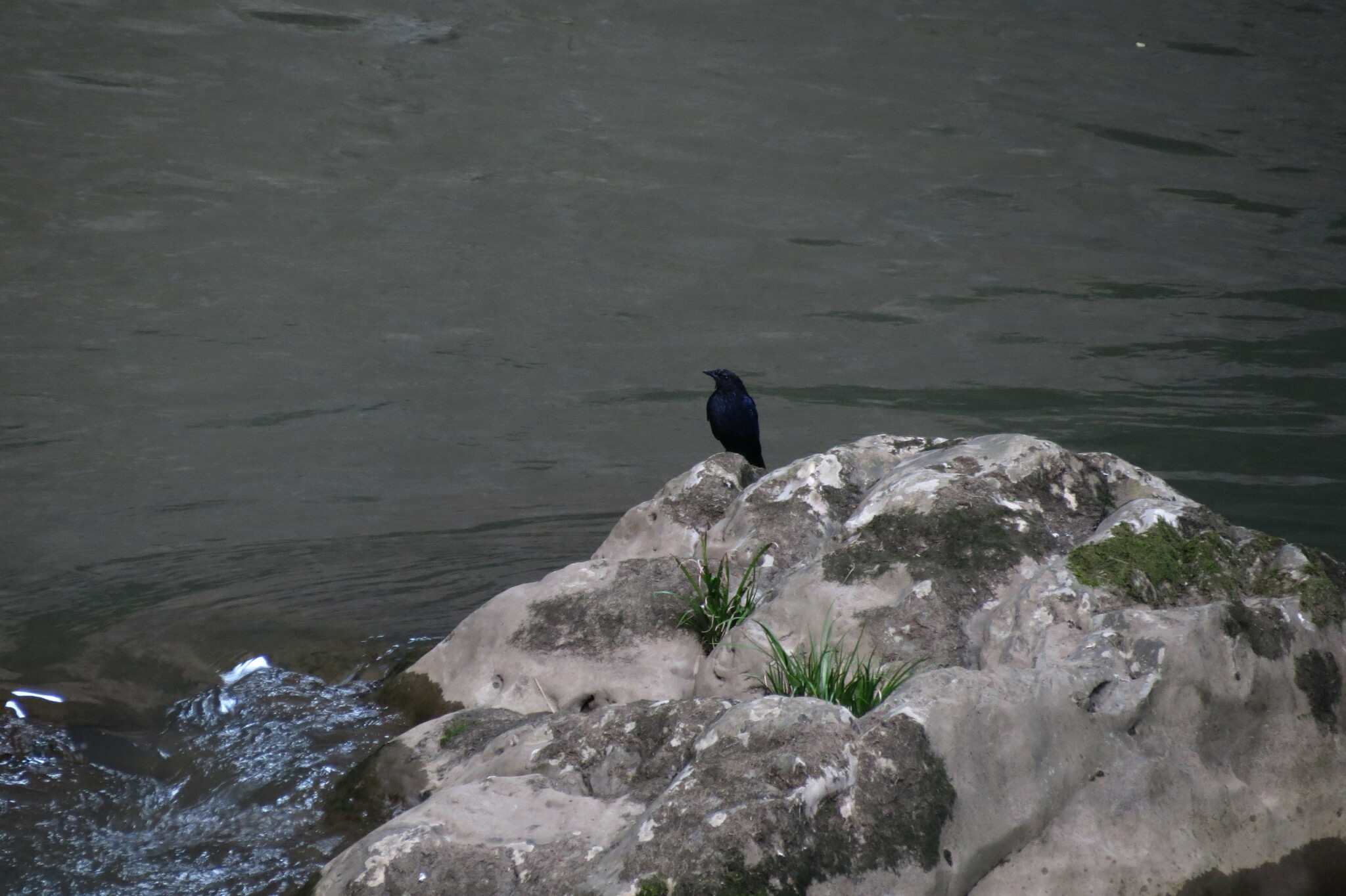 Blue Whistling Thrush