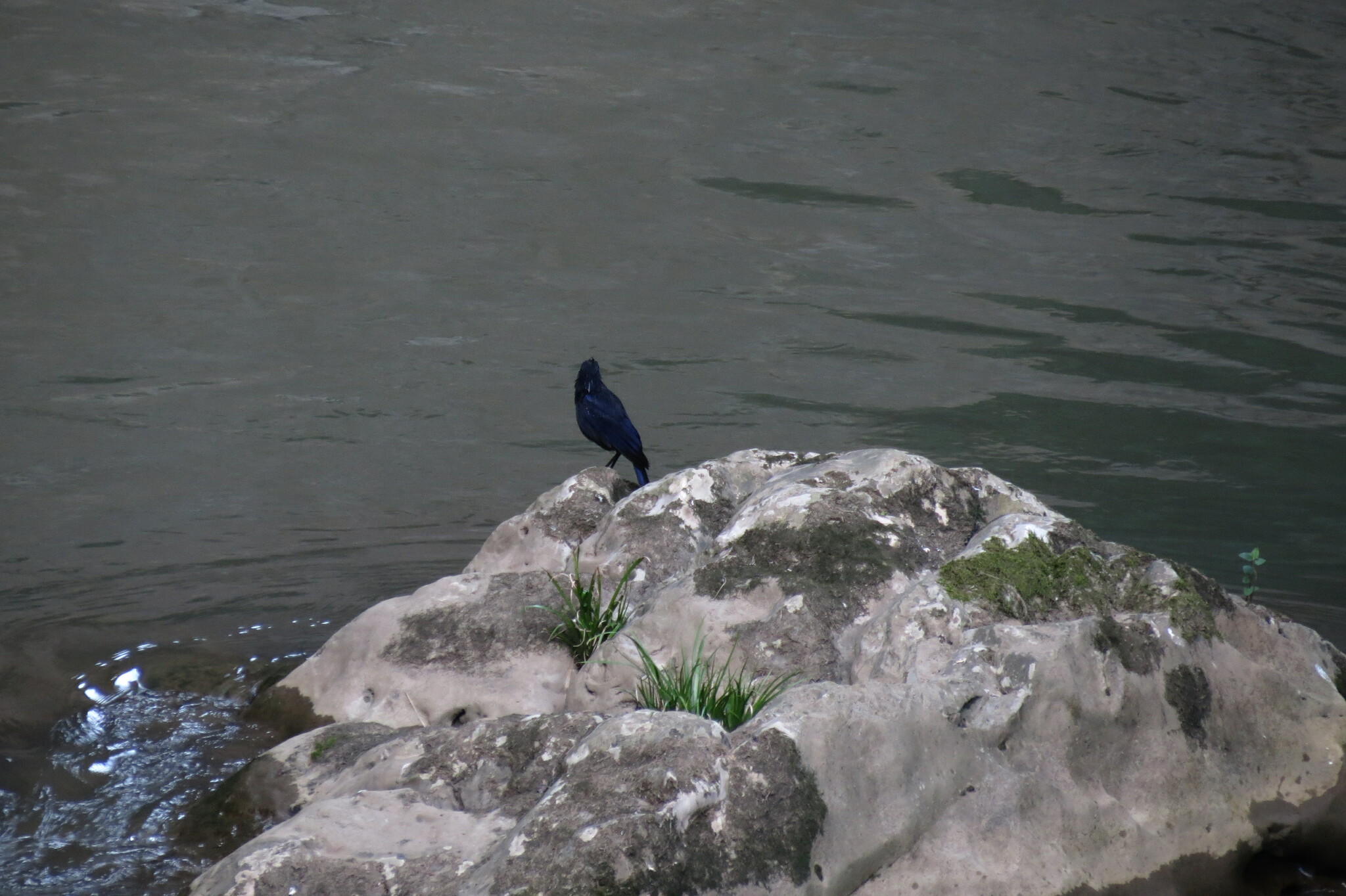 Blue Whistling Thrush
