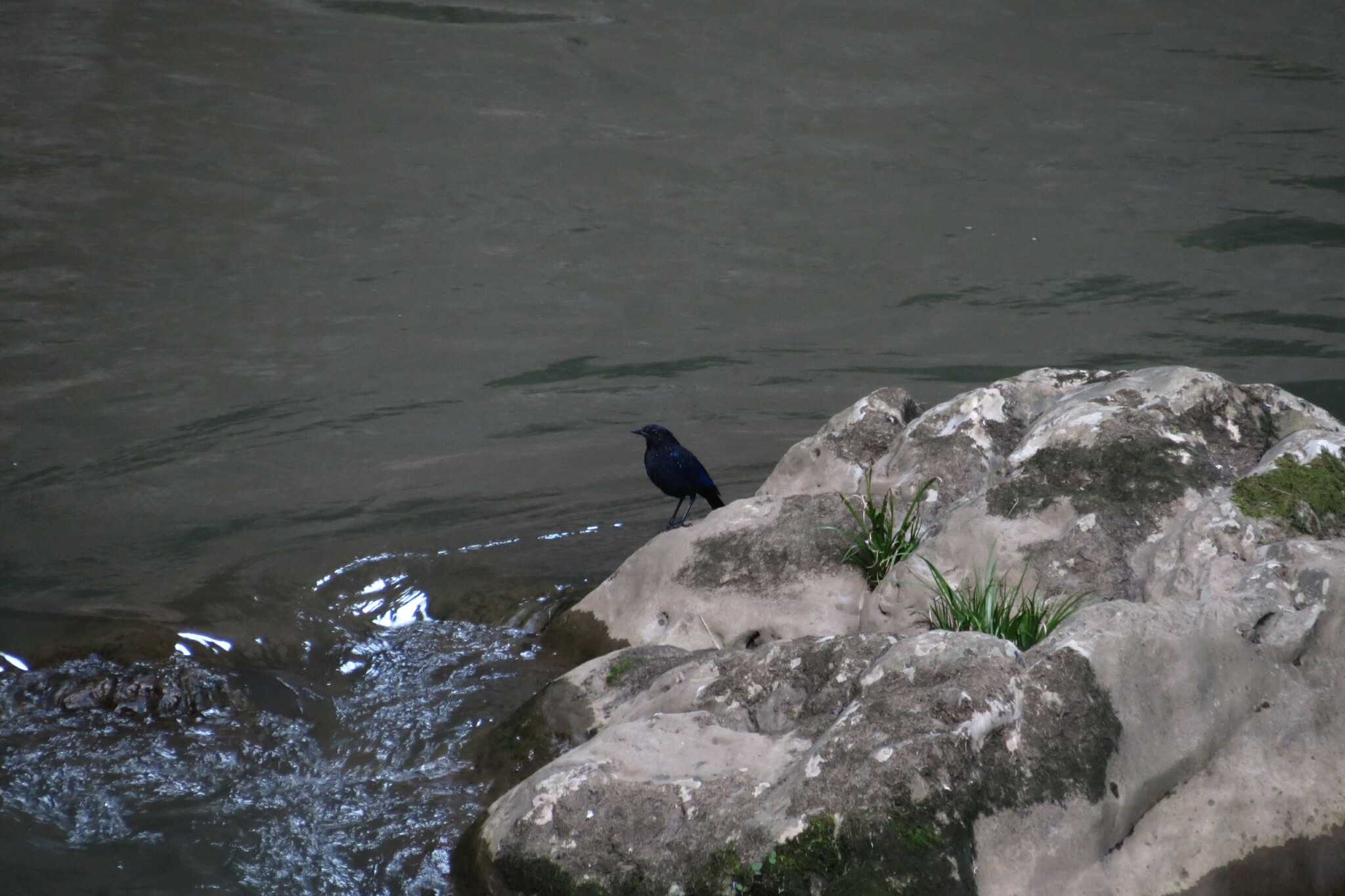 Blue Whistling Thrush