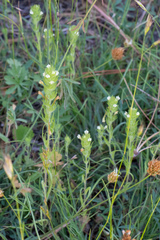 Castilleja lacera