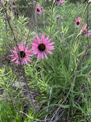 Echinacea tennesseensis