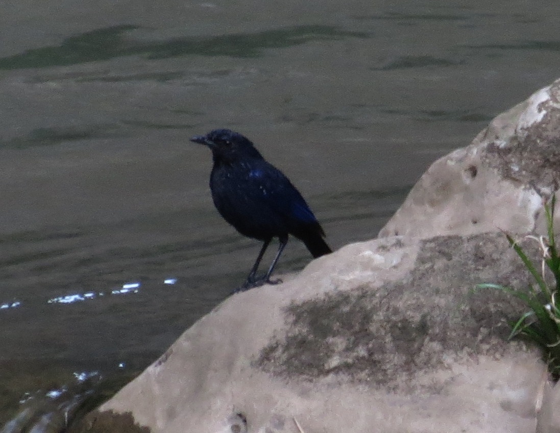 Blue Whistling Thrush