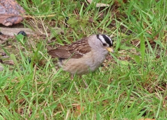 Zonotrichia leucophrys